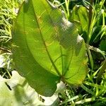 Echinodorus grandiflorus Folha
