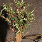 Adesmia horrida Bark