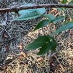 Prunus campanulata Leaf