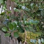 Azara microphylla Hoja