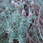 Teucrium marumКветка