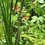 Lilium canadense Flower