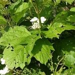 Hydrangea quercifolia Leht