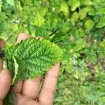 Stachytarpheta cayennensis Leaf