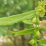 Acer carpinifolium Mosusu