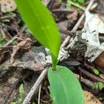 Allium tricoccum Feuille