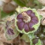 Malva multiflora Fruto