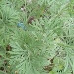 Eschscholzia californica Лист