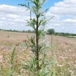 Artemisia biennis Leht