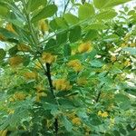 Caragana arborescens आदत