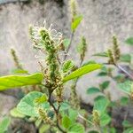 Fothergilla latifolia ফুল