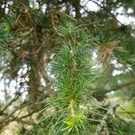 Cedrus libani 叶