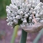 Allium cepa Blomst