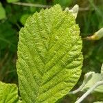 Alnus incana Blad