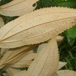 Miconia xalapensis Blad