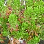 Sedum × rubrotinctum ശീലം