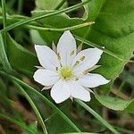 Lysimachia europaea Õis