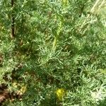 Artemisia chamaemelifolia Buveinė