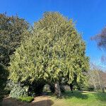 Cupressus nootkatensis Hábitos