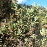 Cistus albidusBlad