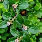 Cotoneaster divaricatus Ліст