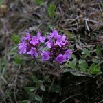 Thymus linearis Habit