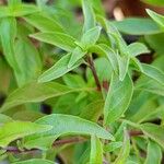 Ocimum kilimandscharicum Leaf