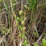 Osmundastrum cinnamomeum Folha