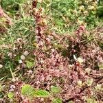 Cuscuta epithymum Celota