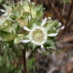 Potentilla tilingii Flor