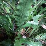 Phlebodium aureum 葉