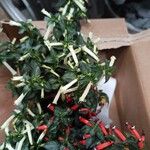 Cuphea ignea Blatt