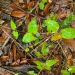 Paederia foetida Leaf