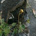 Tridax procumbens Blomma