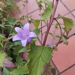 Campanula tracheliumFlower