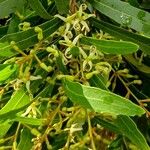 Lomatia myricoides Flower