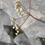 Ptychotis saxifraga Flower