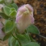 Antirrhinum hispanicum Flor