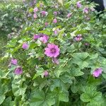 Malva parviflora Flower