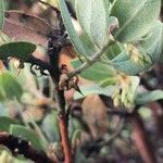 Arctostaphylos columbiana ᱥᱟᱠᱟᱢ