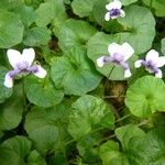 Viola hederacea Hàbitat