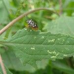 Sigesbeckia orientalis Blad