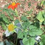 Tithonia rotundifolia Листок