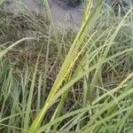 Spartina maritima Blodyn