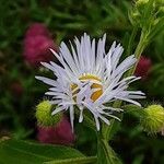Erigeron annuus Flower