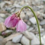 Allium narcissiflorum Blüte