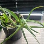 Aloe vera Blatt