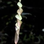 Anaphyllopsis americana Flor