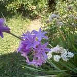 Tulbaghia simmleri Flower