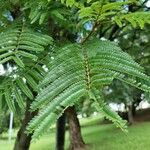 Peltophorum dubium Leaf